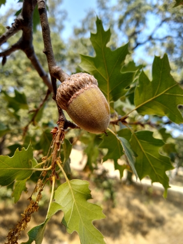 Quercus kelloggii