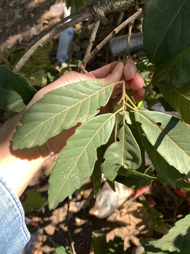 Quercus kerrii