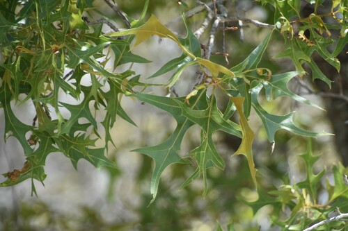 Quercus laevis