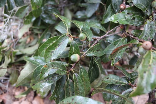 Quercus laurina