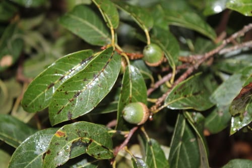 Quercus laurina