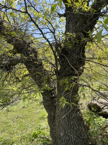 Quercus libani