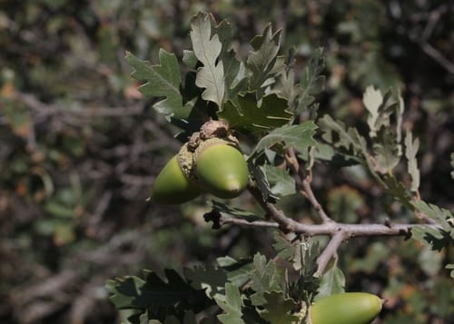 Quercus lobata
