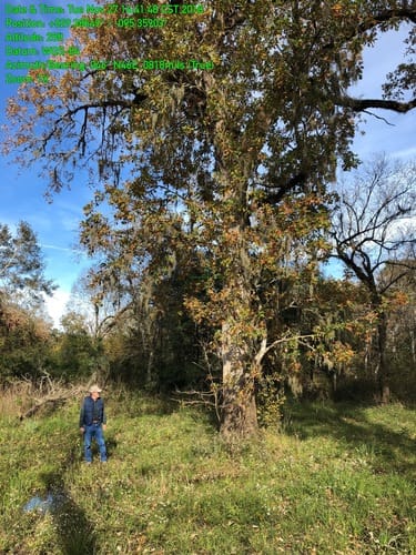 Quercus lyrata