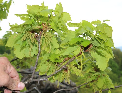 Quercus macranthera subsp. syspirensis
