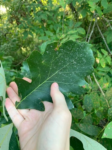 Quercus macrocarpa