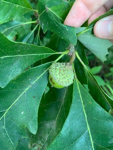 Quercus macrocarpa