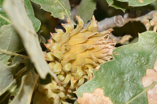 Quercus macrolepis