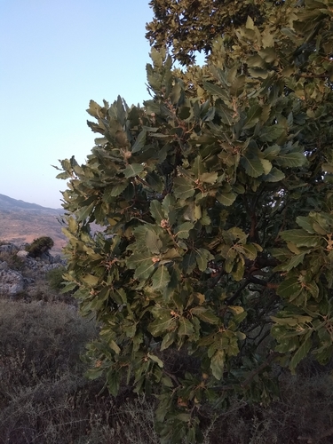 Quercus macrolepis