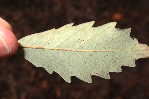 Quercus michauxii