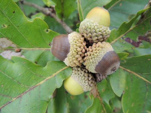 Quercus mongolica
