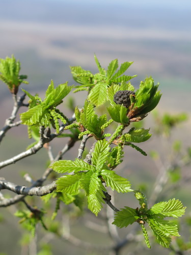 Quercus mongolica