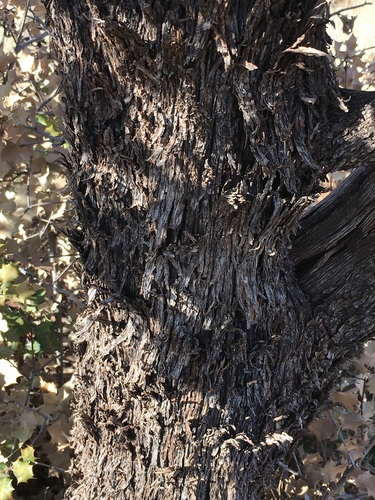 Quercus palmeri