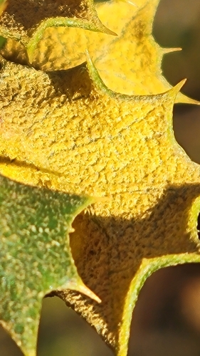 Quercus palmeri