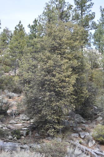 Quercus peninsularis