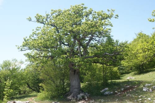 Quercus petraea