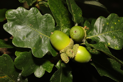 Quercus petraea