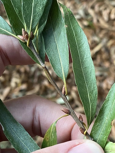 Quercus phellos