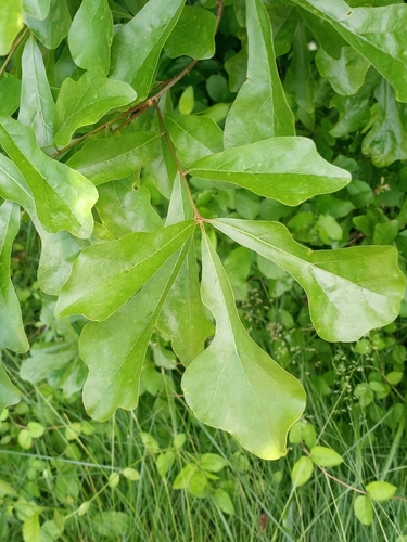 Quercus phellos