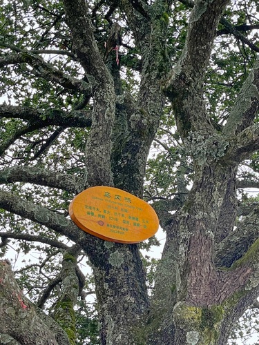Quercus phillyreoides