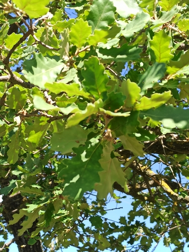 Quercus pubescens