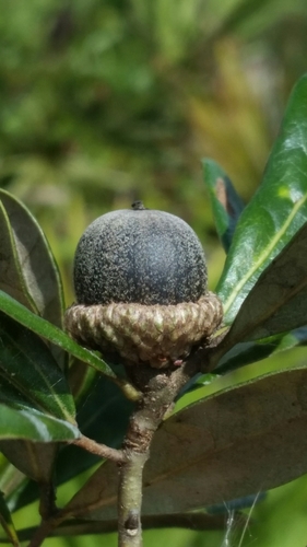 Quercus pumila
