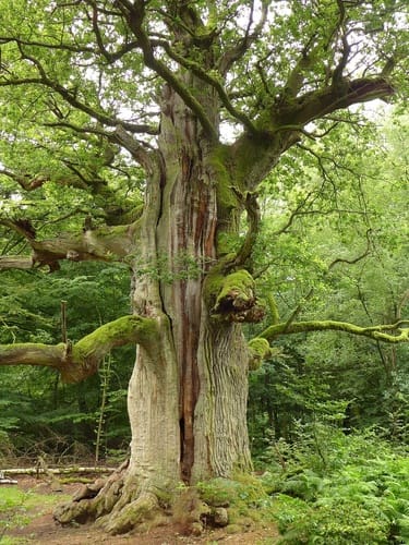 Quercus robur