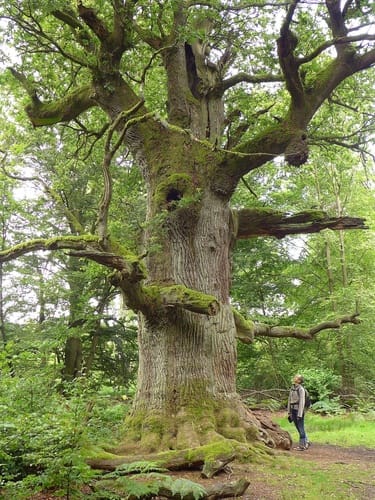 Quercus robur
