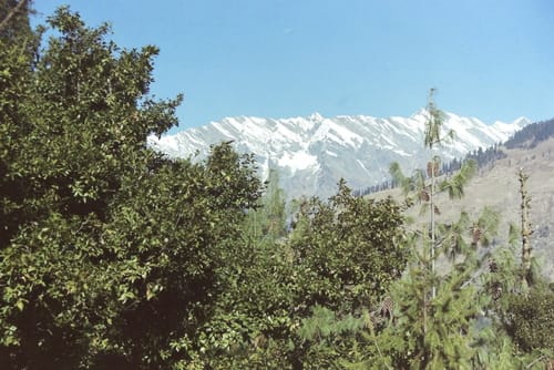 Quercus semecarpifolia