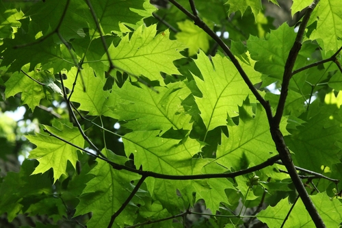 Quercus shumardii