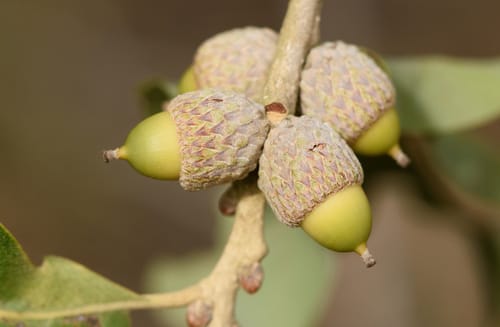 Quercus stellata