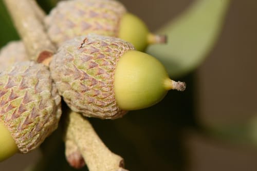 Quercus stellata