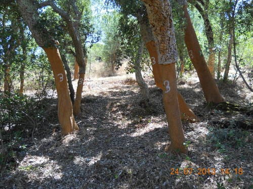 Quercus suber