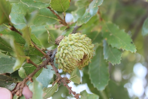 Quercus trojana