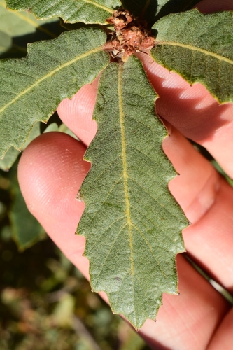 Quercus undulata