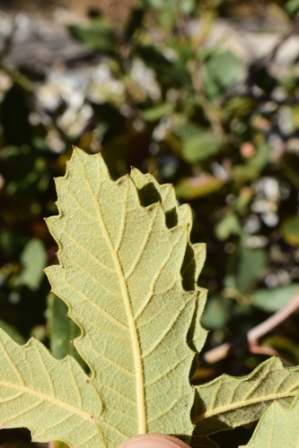 Quercus undulata