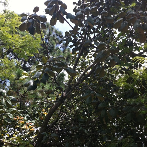 Quercus urbani