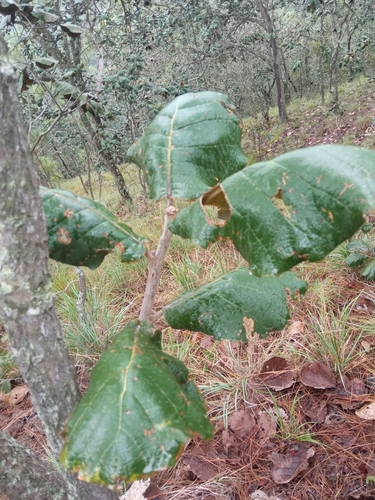 Quercus urbani