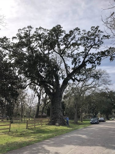 Quercus virginiana