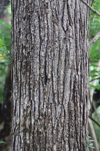 Quercus x bebbiana