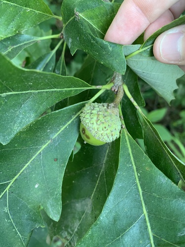 Quercus x schuettei