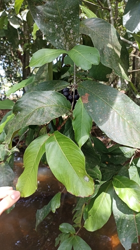 Quiina macrophylla