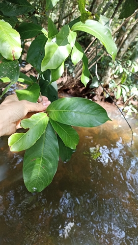 Quiina macrophylla