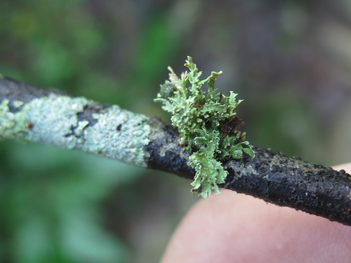 Usneaceae