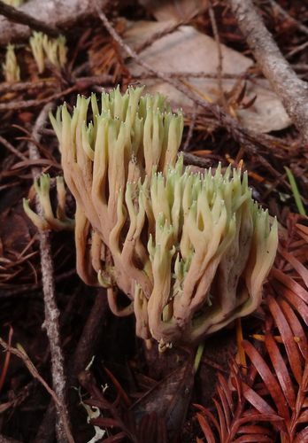 Ramaria apiculata