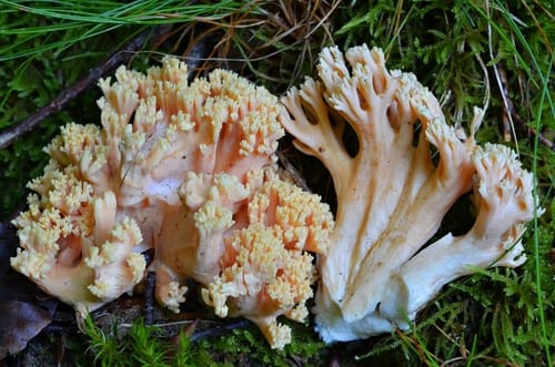 Ramaria formosa