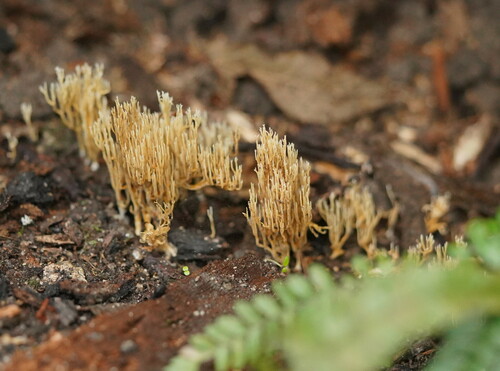 Ramaria ochracea
