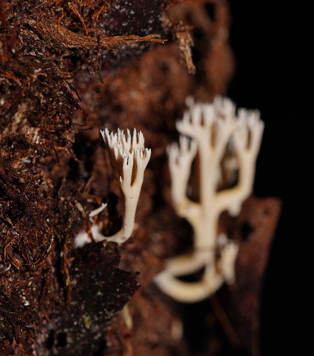 Ramaria ochracea