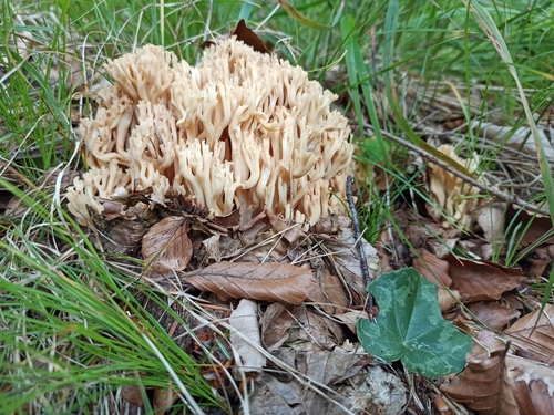 Ramaria pallida