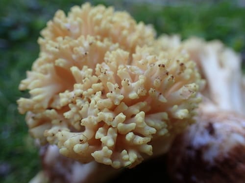 Ramaria rasilispora